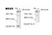 画像2: 丸三タカギ　SMT-A3-741（2色）　 スマイル　ティンバー（SMILE Timber）表札 (2)