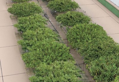 画像11: 四国化成 グリーンシェード 屋上タイプ  空中緑化システム (11)